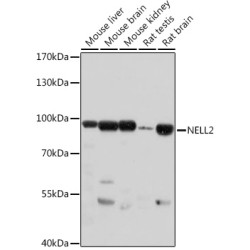 NELL2 Rabbit pAb