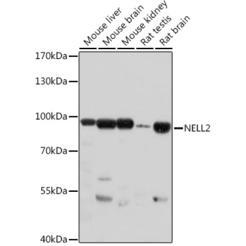 NELL2 Rabbit pAb