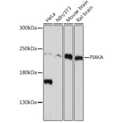 PI4KA Rabbit pAb