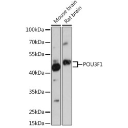 POU3F1 Rabbit pAb