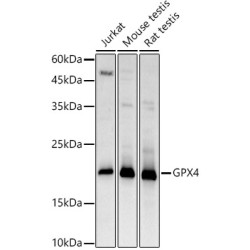 [KD Validated] GPX4 Rabbit pAb