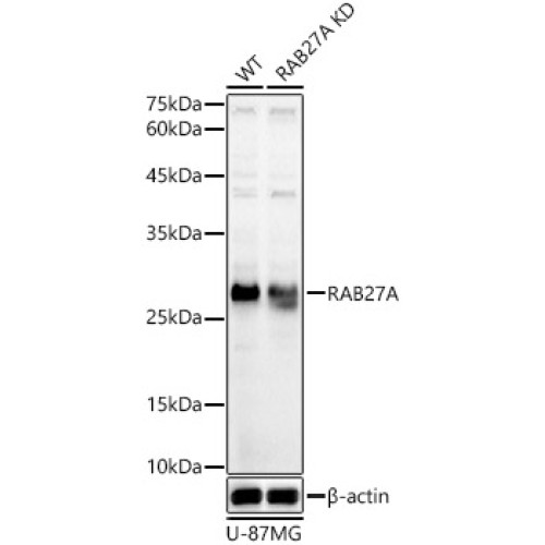 [KD Validated] RAB27A Rabbit pAb