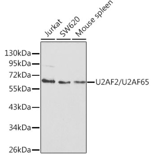 U2AF2/U2AF65 Rabbit pAb