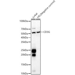 CD3G Rabbit pAb