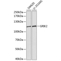 GRIK2 Rabbit pAb
