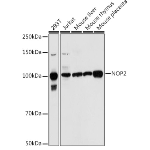 NOP2 Rabbit pAb