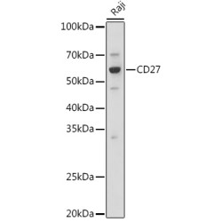 CD27 Rabbit pAb