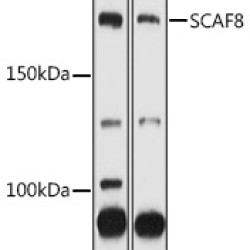 SCAF8 Rabbit pAb