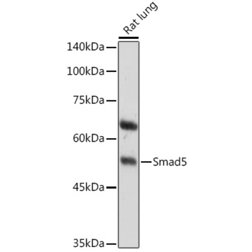 Smad5 Rabbit pAb