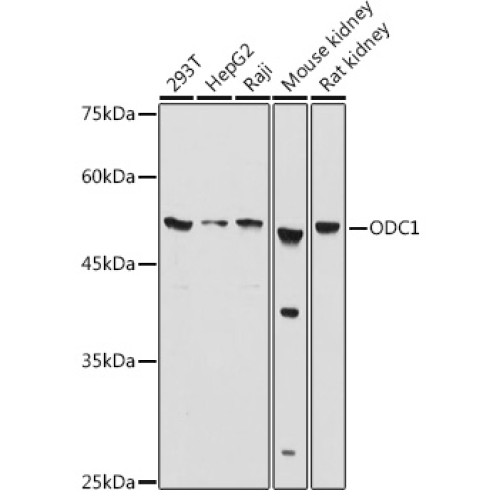 ODC1 Rabbit pAb