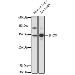 SHOX Rabbit pAb