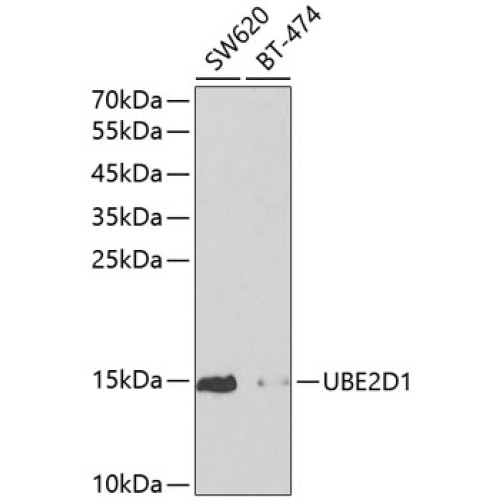 UBE2D1 Rabbit pAb