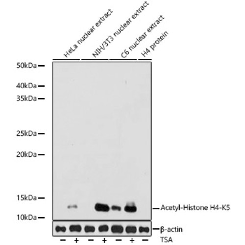 Acetyl-Histone H4-K5 Rabbit mAb
