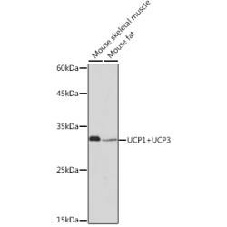UCP1+UCP3 Rabbit mAb
