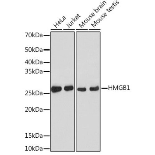 [KO Validated] HMGB1 Rabbit mAb