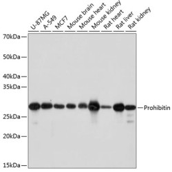 Prohibitin Rabbit mAb