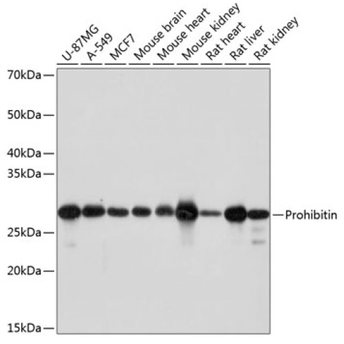 Prohibitin Rabbit mAb