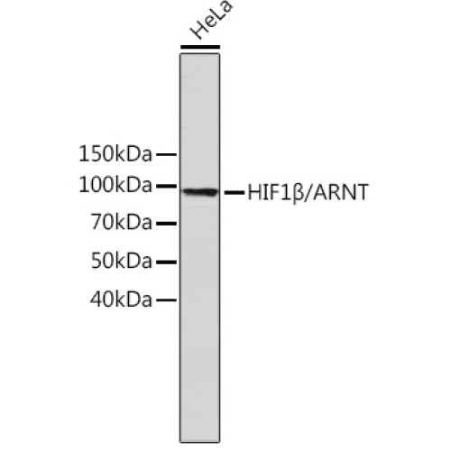 HIF1β/ARNT Rabbit mAb