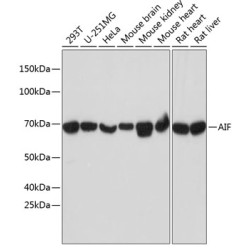 AIF Rabbit mAb