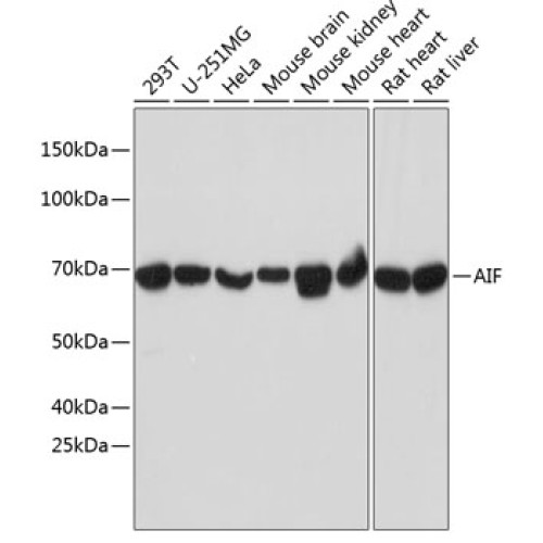 AIF Rabbit mAb