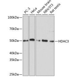 [KD Validated] HDAC3 Rabbit mAb