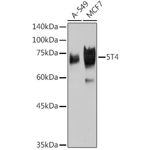 5T4 Rabbit mAb