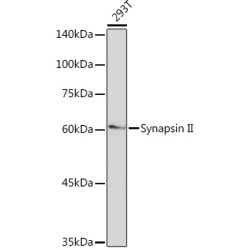 Synapsin II Rabbit mAb