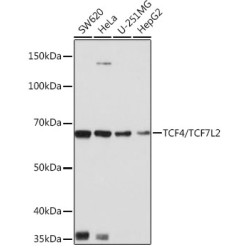 TCF4/TCF7L2 Rabbit mAb