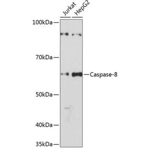 [KO Validated] Caspase-8 Rabbit mAb