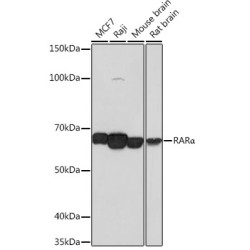 RARα Rabbit mAb