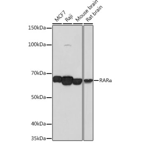 RARα Rabbit mAb