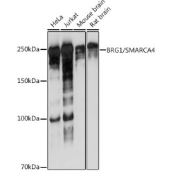 BRG1/SMARCA4 Rabbit mAb
