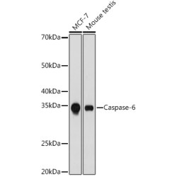 Caspase-6 Rabbit mAb