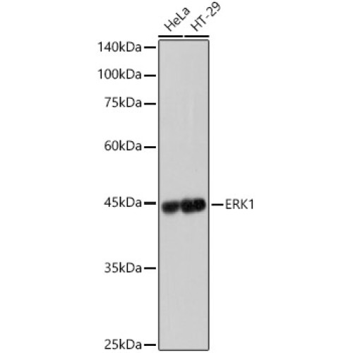 [KD Validated] ERK1 Rabbit mAb