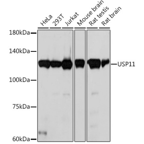 USP11 Rabbit mAb
