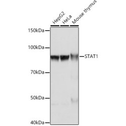 STAT1 Rabbit mAb