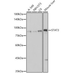 [KO Validated] STAT3 Rabbit mAb
