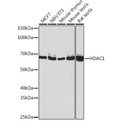 HDAC1 Rabbit mAb