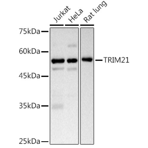 [KD Validated] TRIM21/SS-A Rabbit pAb