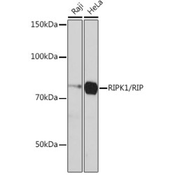 [KO Validated] RIPK1/RIP Rabbit mAb