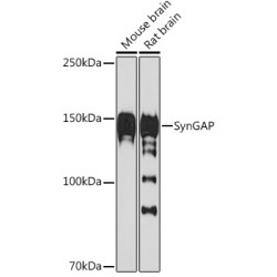 SynGAP Rabbit mAb