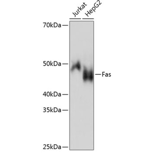 Fas Rabbit mAb