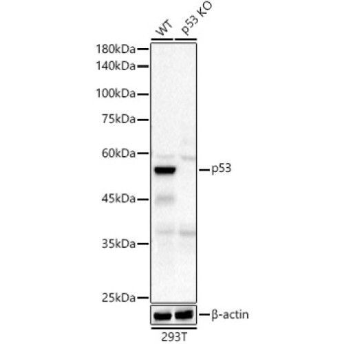 [KO Validated] p53 Rabbit mAb