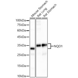 [KO Validated] NQO1 Rabbit mAb