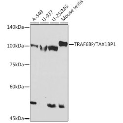 TRAF6BP/TAX1BP1 Rabbit mAb