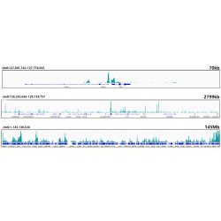 CTCF Rabbit mAb