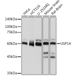 USP14 Rabbit mAb