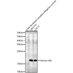 Histone H2B Rabbit pAb