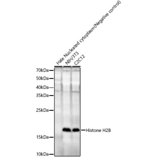 Histone H2B Rabbit pAb