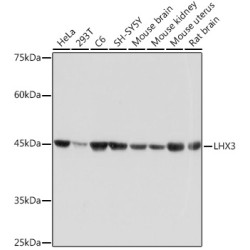 LHX3 Rabbit mAb